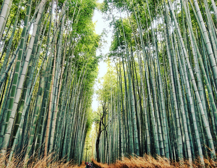 Benefits of Bamboo