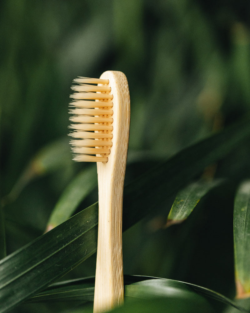Head of a bamboo toothbrush peeking out from between jungle green leaves